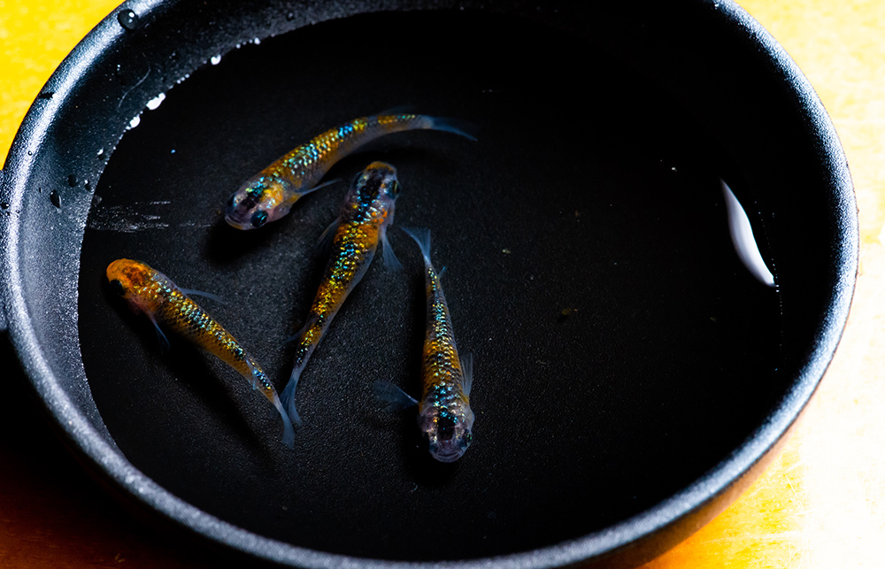 メダカの種類・特徴